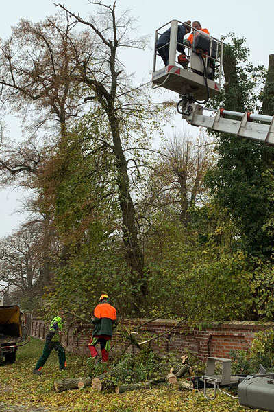 Baumfällung mit Hebebühne in Braunschweig